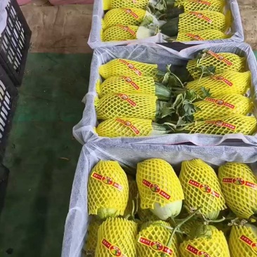 金冠甜瓜