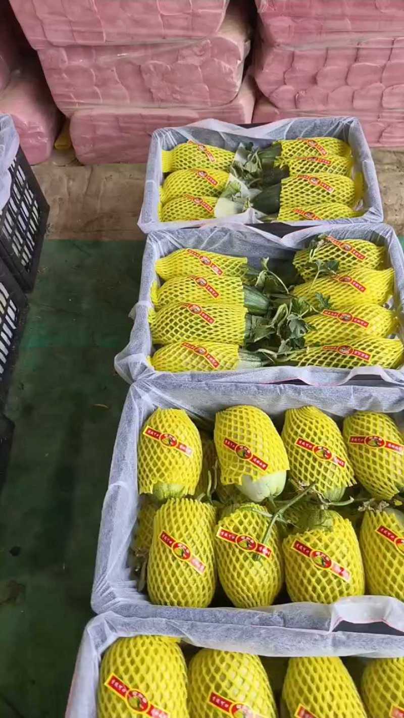 金冠甜瓜