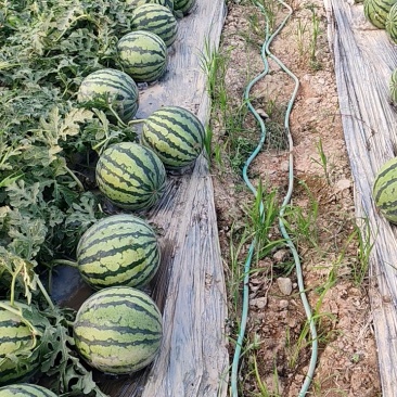 美都麒麟西瓜糖度13+耐运输可视频看货代发全国