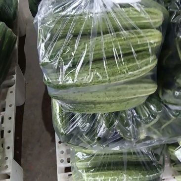 湖北精品旱黄瓜大量上市品质保证量大从优一手货源