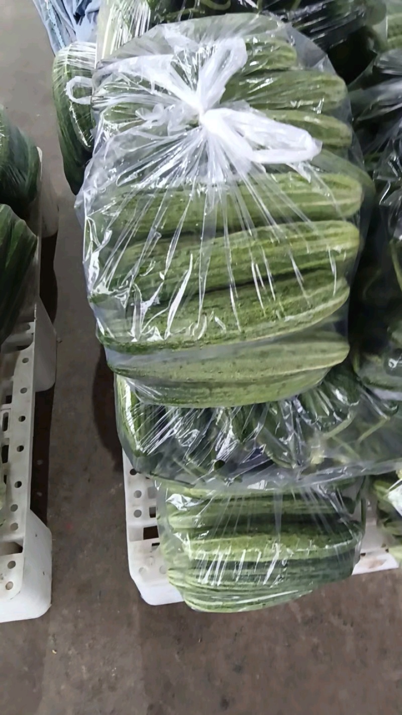 湖北精品旱黄瓜大量上市品质保证量大从优一手货源