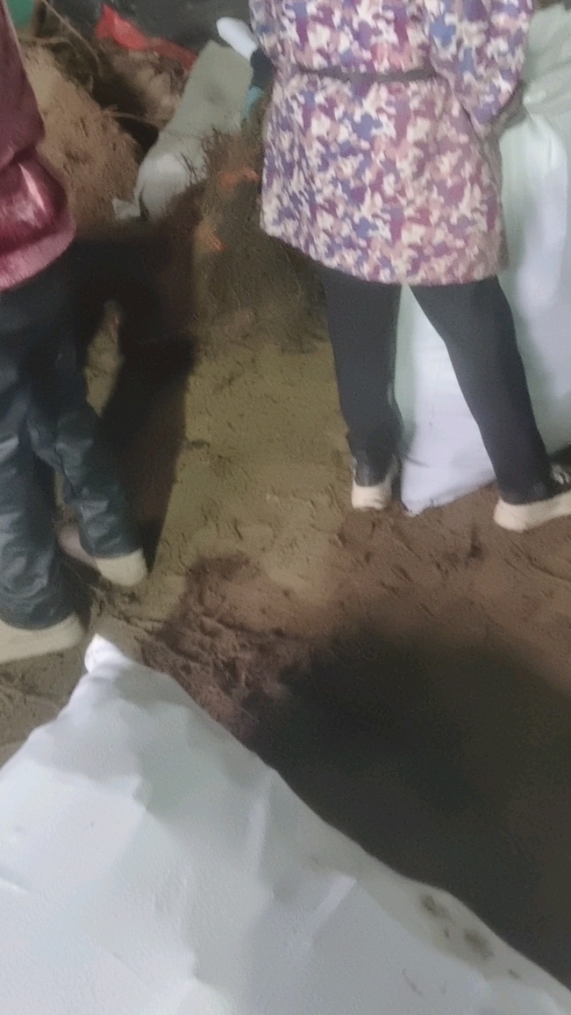 红提葡萄苗，沙藏苗保证成活率，打包发货