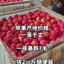 山东纸袋膜袋红富士苹果80以上果径条红片红全红都有现场