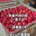 山东纸袋膜袋红富士苹果80以上果径条红片红全红都有现场