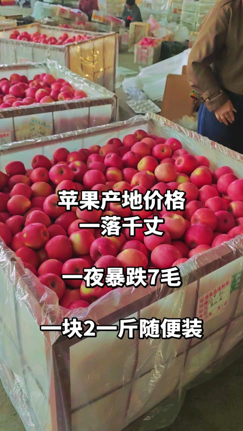 山东纸袋膜袋红富士苹果80以上果径条红片红全红都有现场