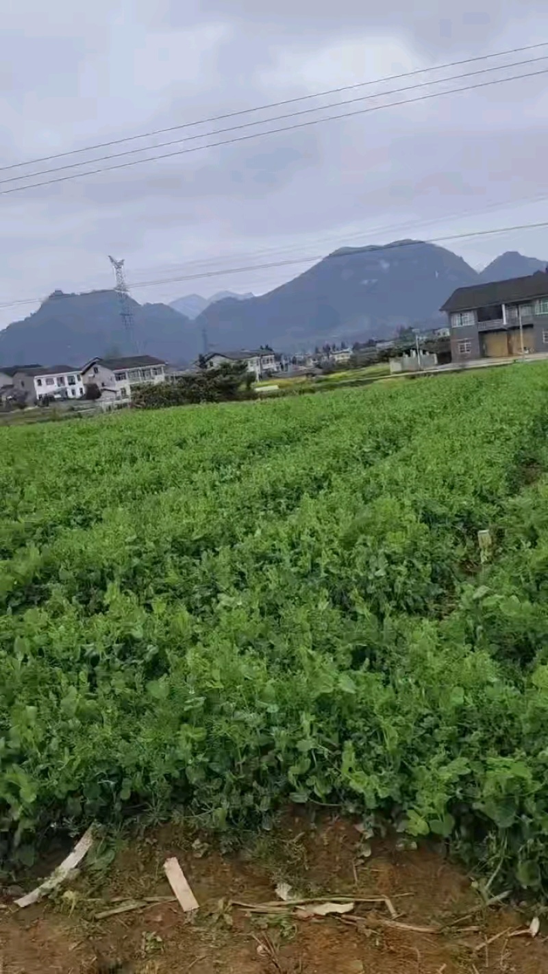贵州豌豆尖一手货源常年有货鲜嫩翠绿承接餐饮酒店食堂火锅店