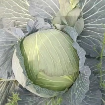 【推荐】湖北精品圆包菜，产地一手，货源充足，可视频看货