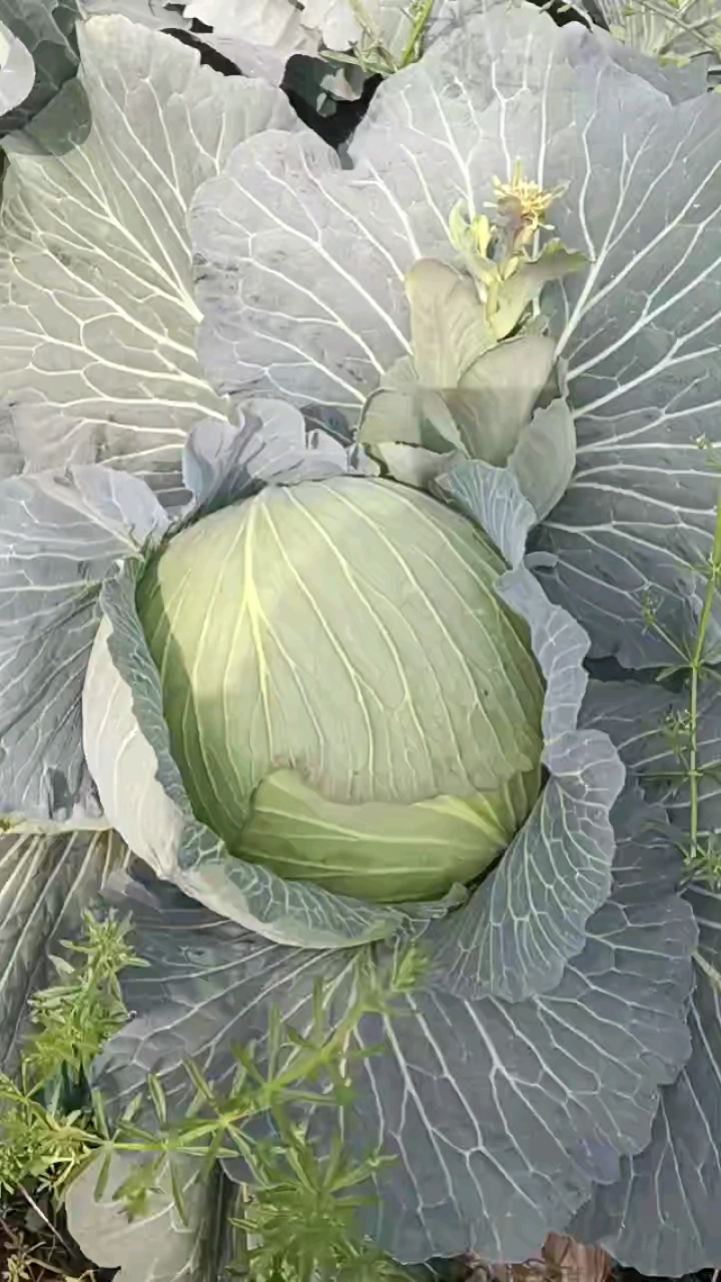 【推荐】湖北精品圆包菜，产地一手，货源充足，可视频看货