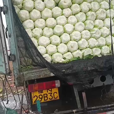黄心大白菜五毛一斤，量大更优惠！