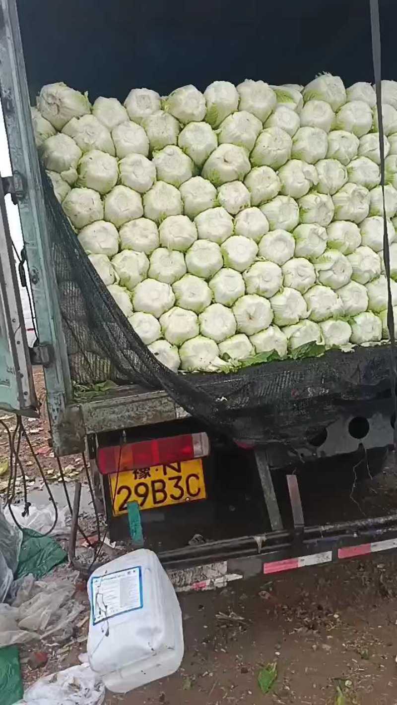 黄心大白菜五毛一斤，量大更优惠！