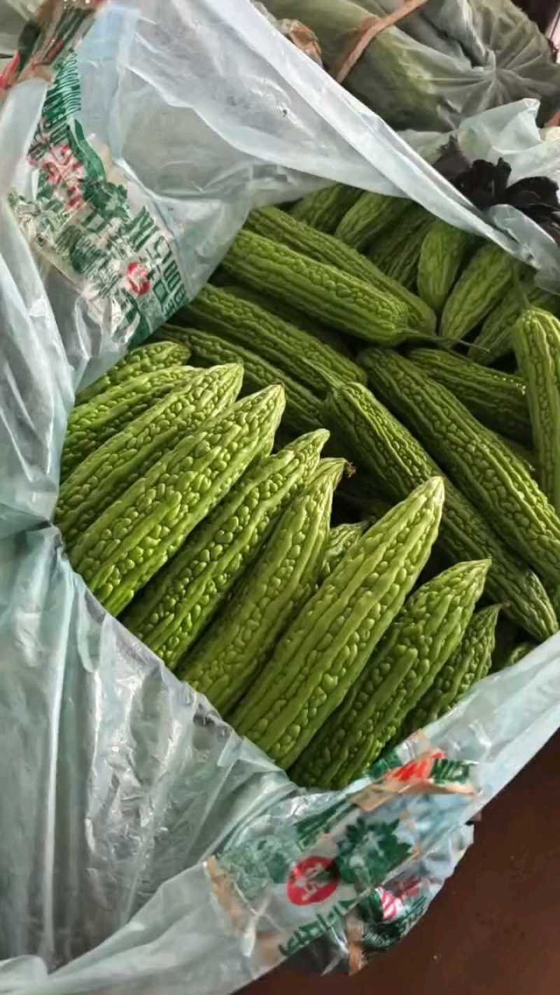 苦瓜山东寿光苦瓜源头供应货源充足对接商超批发市场