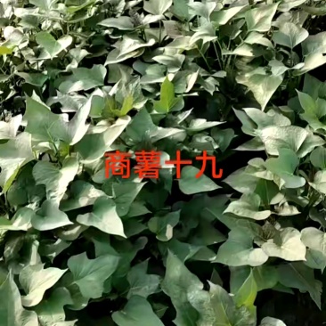 红薯苗四月十号开始供苗，欢迎各位老板，来电