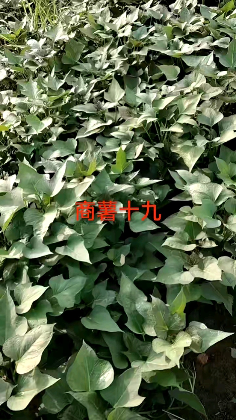 红薯苗四月十号开始供苗，欢迎各位老板，来电