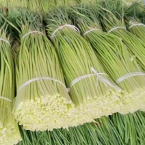 【荐】精品商丘蒜薹产地一手货源全国代发欢迎选购
