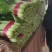 【推荐】河北小白菜精品毛白菜一手货源大量上市量大优惠
