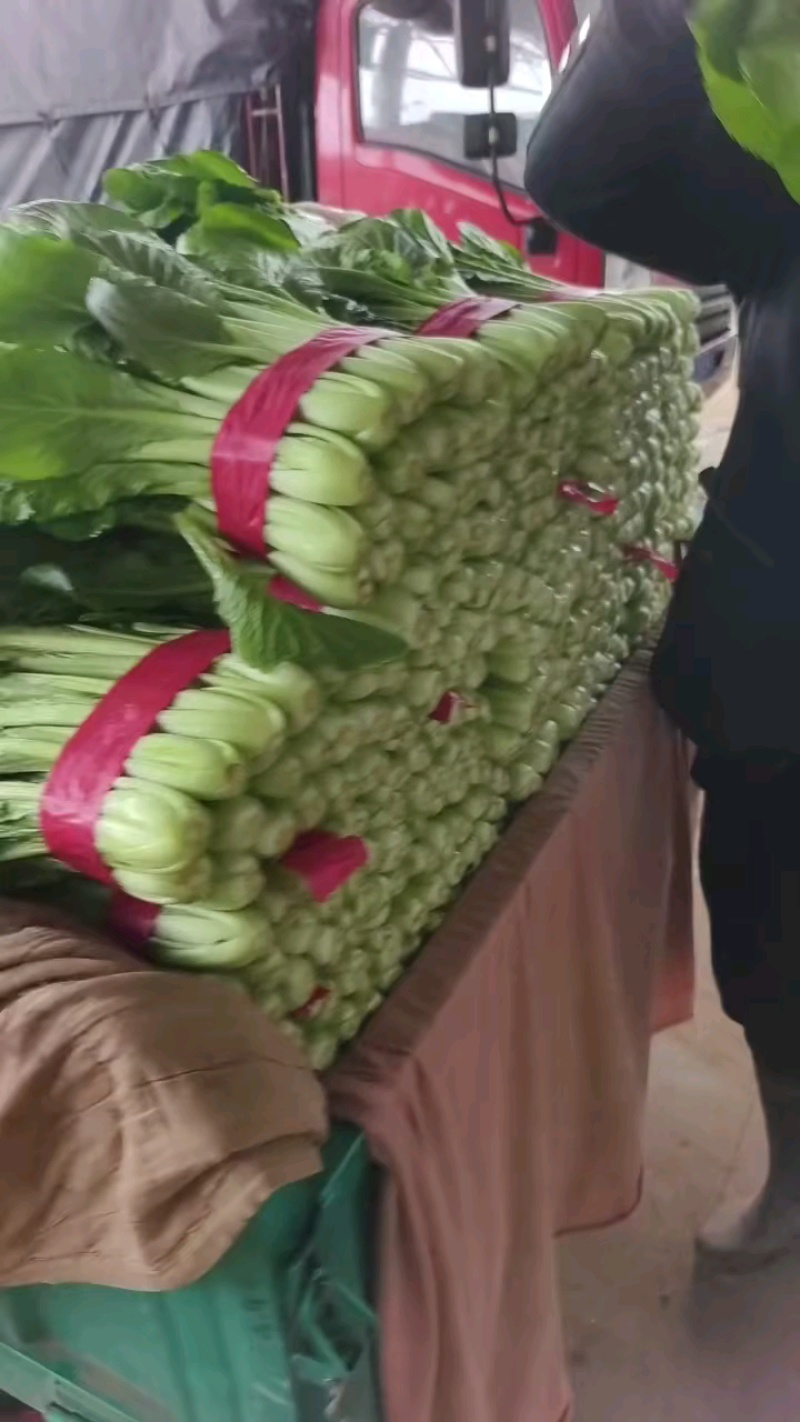 【推荐】河北小白菜精品毛白菜一手货源大量上市量大优惠
