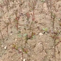 红色金银花苗，1元/棵，现货充足。