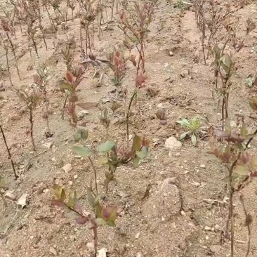 红色金银花苗，1元/棵，现货充足。