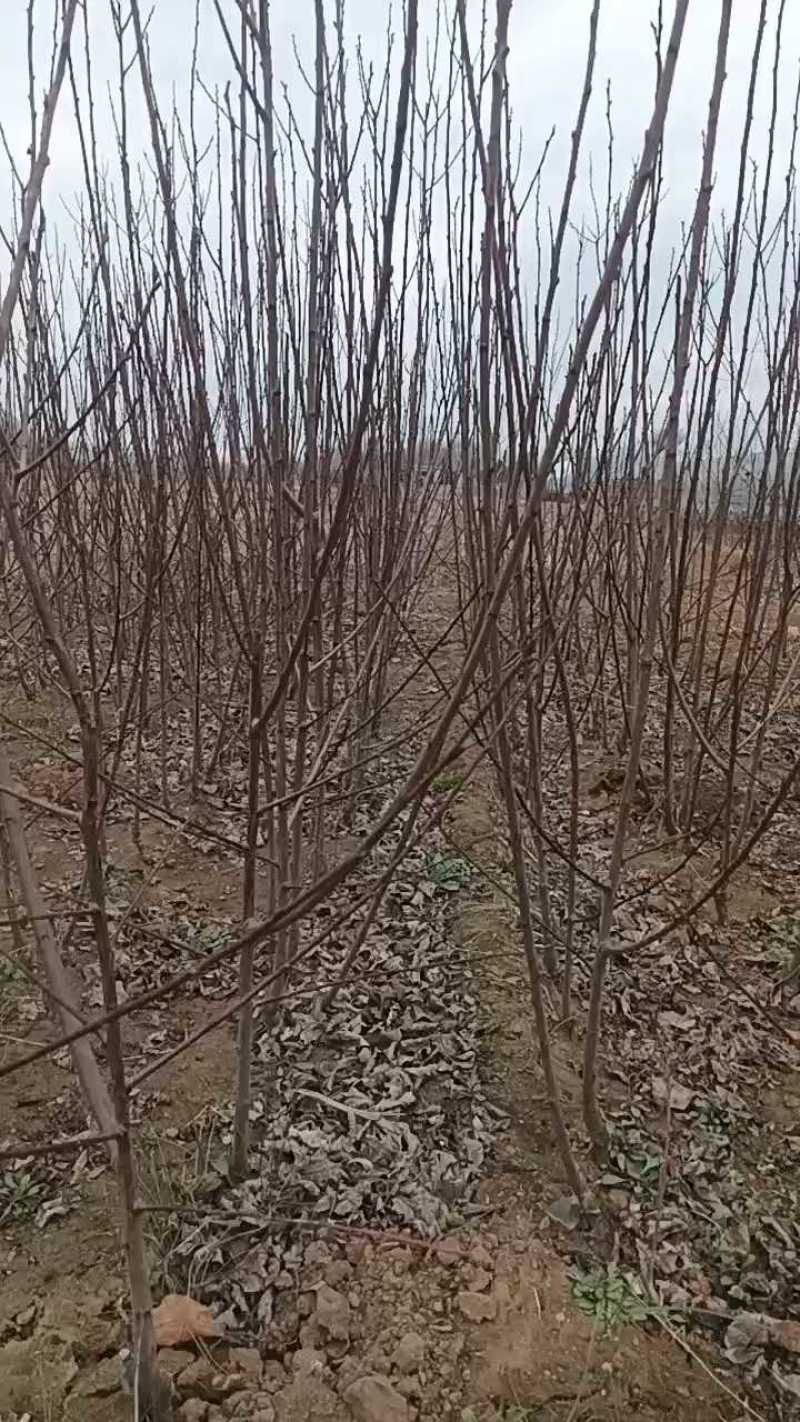 艾琳娜西梅李子苗