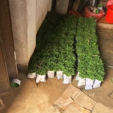 毛桃芽苗正宗豆芽苗根系好长势快矮苗粗壮