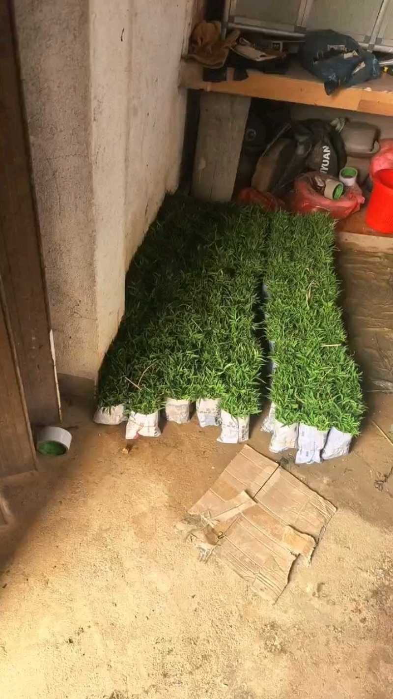 毛桃芽苗正宗豆芽苗根系好长势快矮苗粗壮