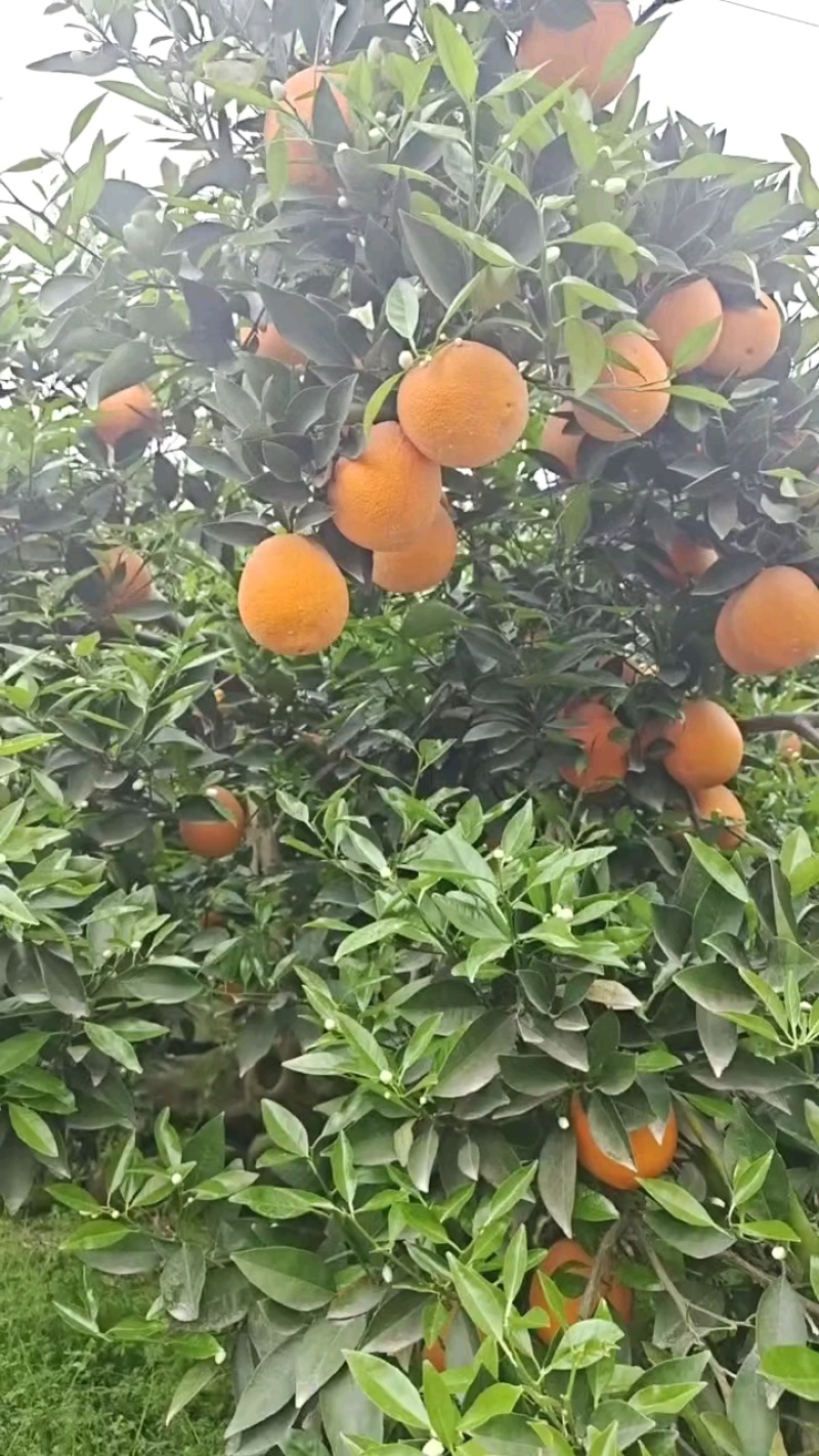 湖北脐橙伦晚脐橙一手货源，量大从优，对接市场批发商发全国