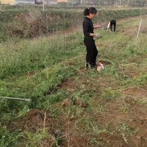 【优质】冬枣苗，沾化二代冬枣苗，嫁接冬枣树苗基地直销
