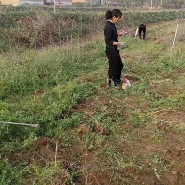 【优质】冬枣苗，沾化二代冬枣苗，嫁接冬枣树苗基地直销