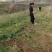 【优质】冬枣苗，沾化二代冬枣苗，嫁接冬枣树苗基地直销
