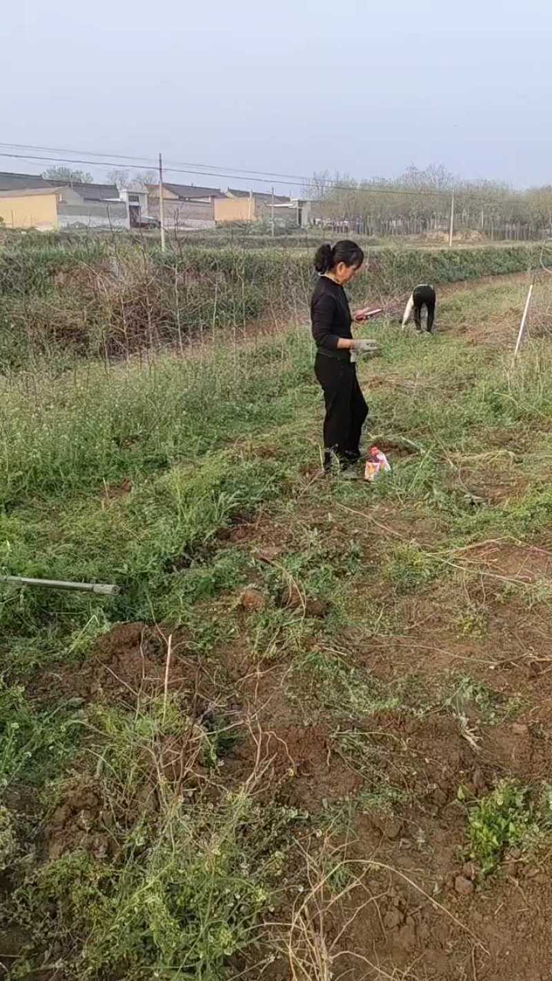 【优质】冬枣苗，沾化二代冬枣苗，嫁接冬枣树苗基地直销