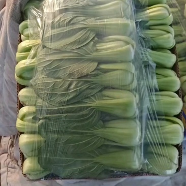 精品油菜，毛毛钱，大量有货！