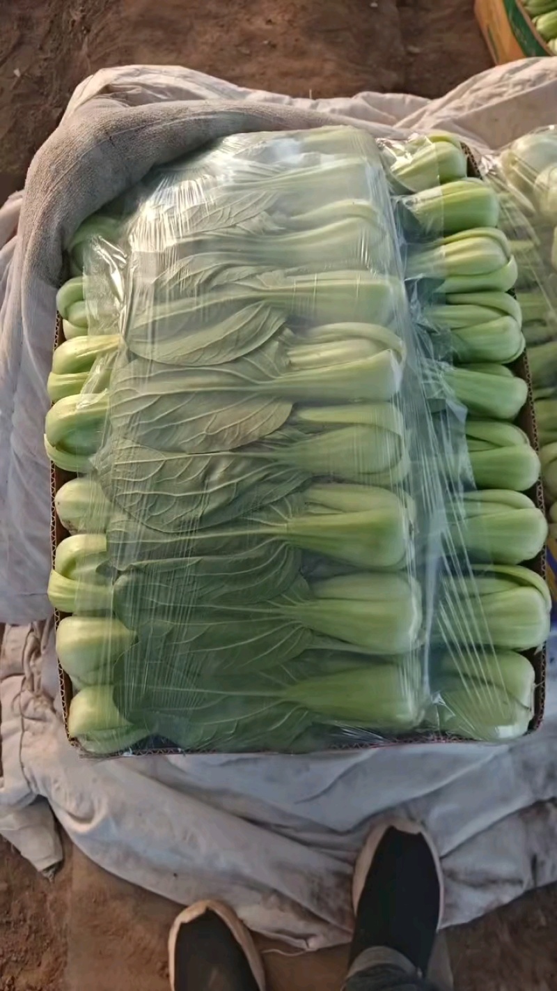 精品油菜，毛毛钱，大量有货！