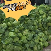 【力推】甘蓝陕西甘蓝（包菜）大量上市产地直发全国发货