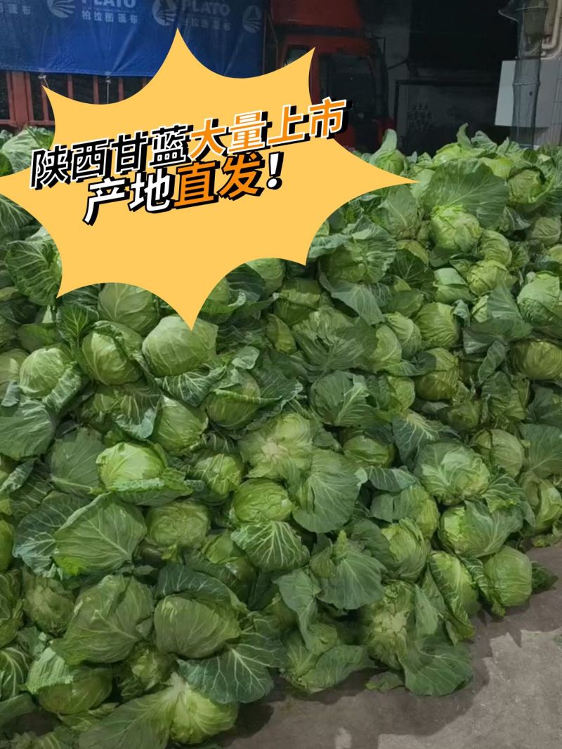 【力推】甘蓝陕西甘蓝（包菜）大量上市产地直发全国发货