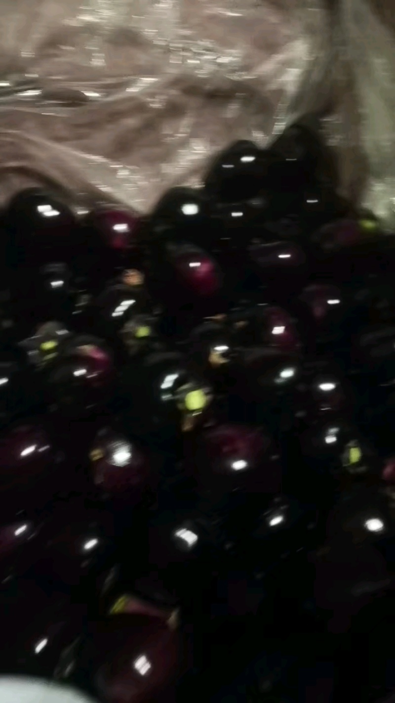 山东省聊城市。东昌府区沙镇。圆茄大量上市
