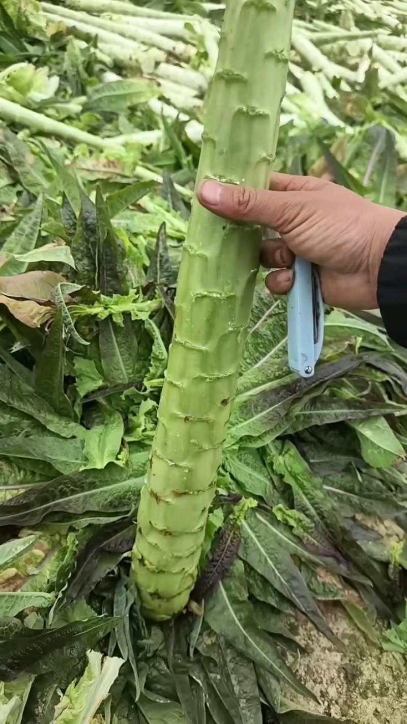 红叶莴苣丨宿州莴笋丨杆子一一一一丨价格便宜丨一一质量好