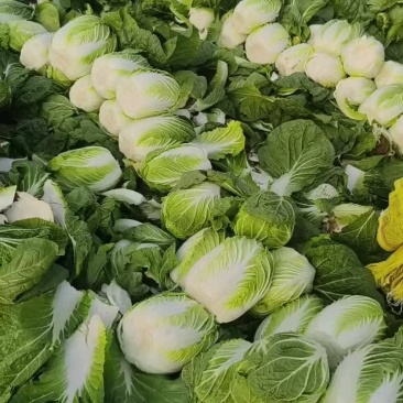 似锦黄心大白菜，3月底大量上市，几千亩基地，市场，加工厂