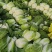 似锦黄心大白菜，3月底大量上市，几千亩基地，市场，加工厂