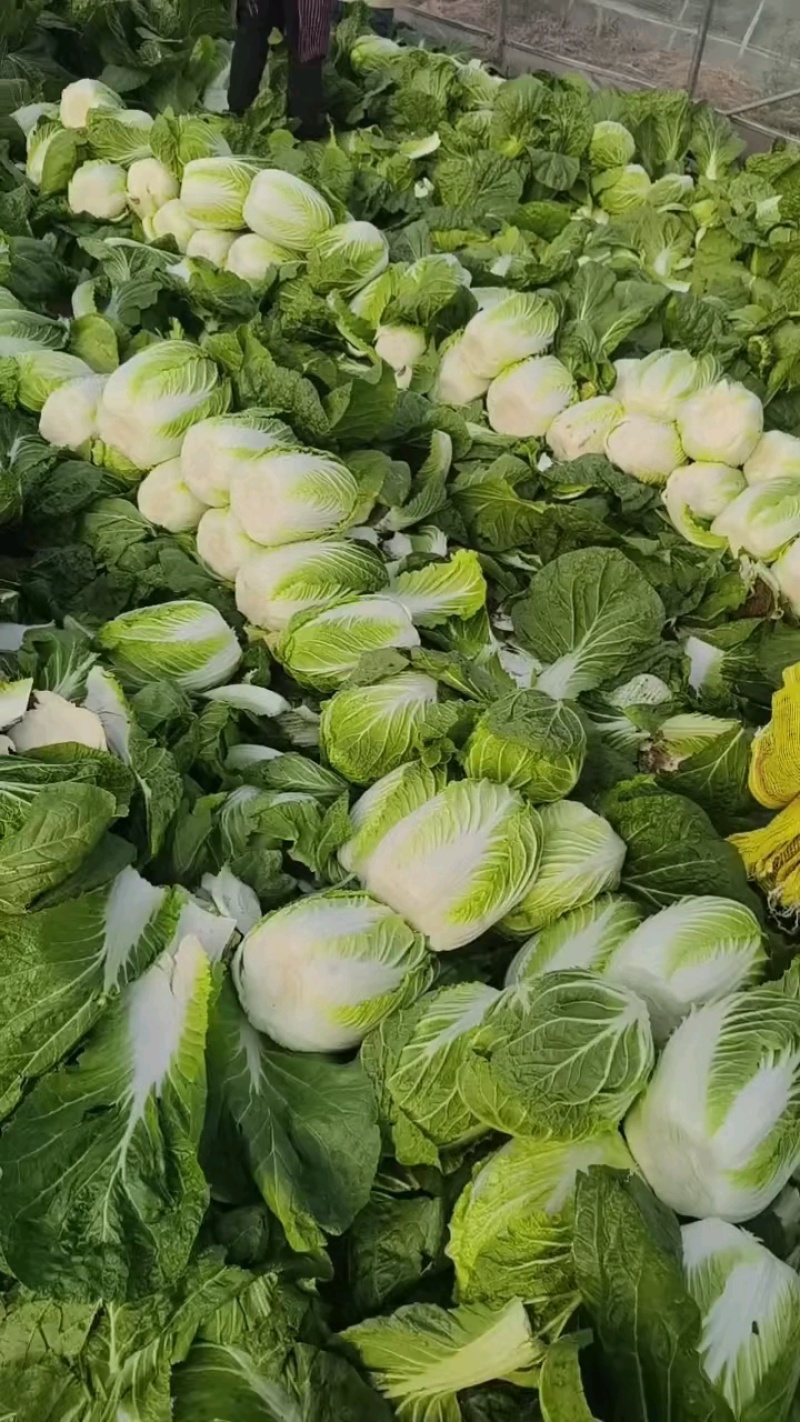 似锦黄心大白菜，3月底大量上市，几千亩基地，市场，加工厂