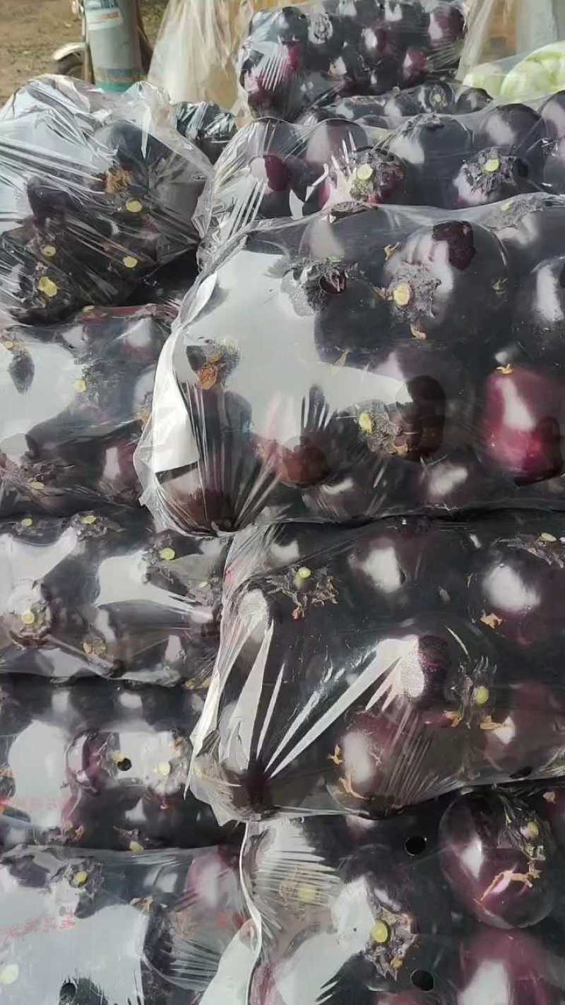 山东果蔬基地紫光圆茄子紫圆茄品质优等对接全国市场