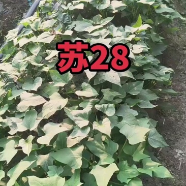 苏薯苗苏薯红薯苗苏薯8号红薯苗苏薯8号地瓜苗淀粉性红薯苗