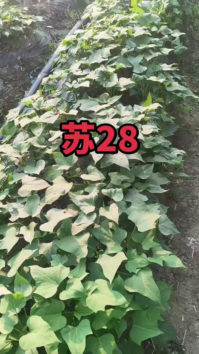 苏薯苗苏薯红薯苗苏薯8号红薯苗苏薯8号地瓜苗淀粉性红薯苗