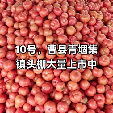 曹县自然红西红柿弧三起一层二层果，青堌集镇暖棚种