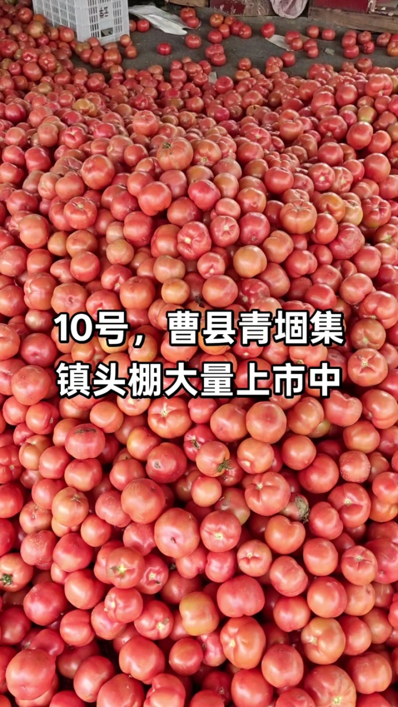 曹县自然红西红柿弧三起一层二层果，青堌集镇暖棚种