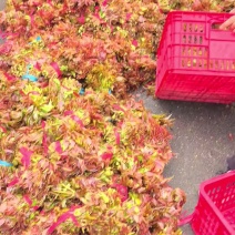 露天香椿芽