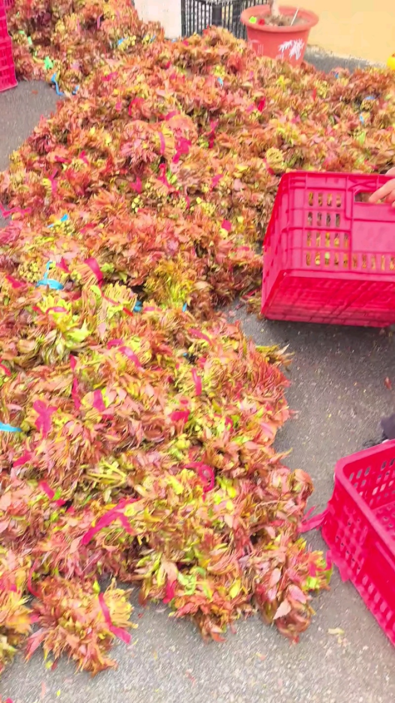 露天香椿芽