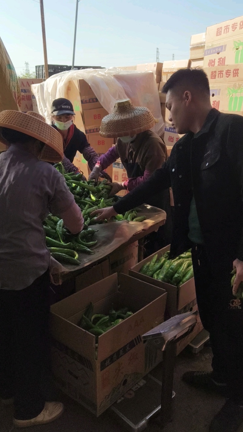 鲜辣椒、牛角椒、黄皮尖椒、、青尖椒、质优价廉、全国供应