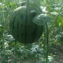商河珍珠红西瓜黑粒脆甜，入口即化，大工棚种植