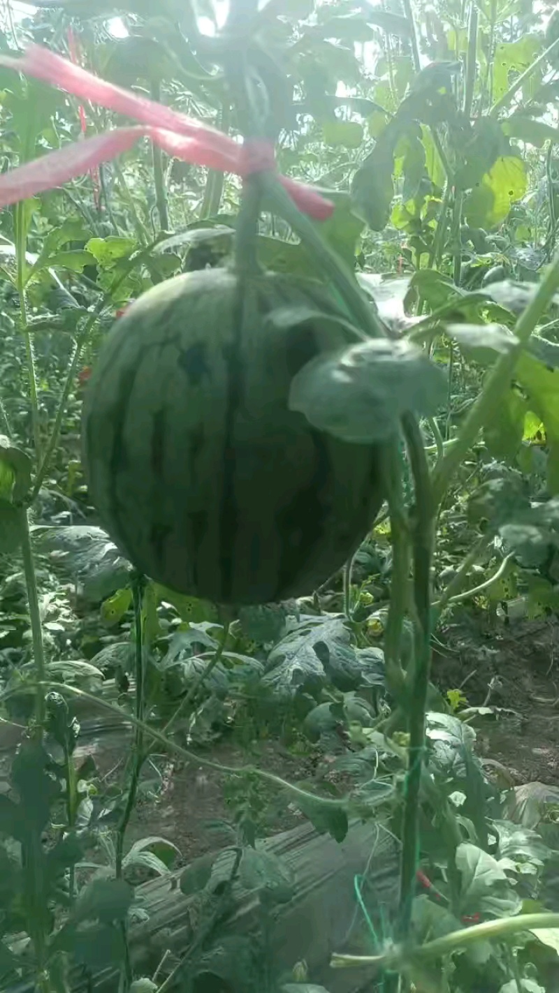 商河珍珠红西瓜黑粒脆甜，入口即化，大工棚种植