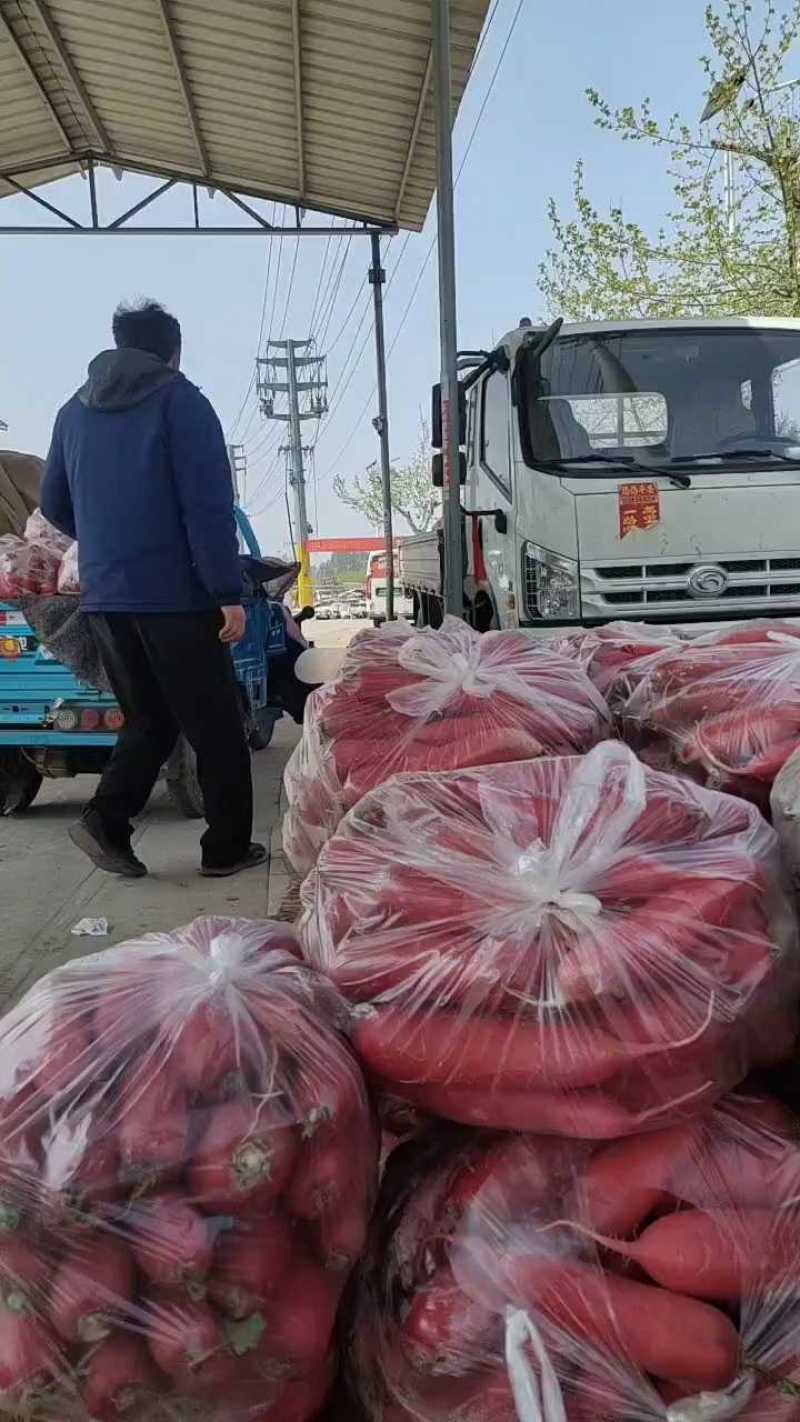 山东红水萝卜新鲜现挖现发货，可对接电商货市场一条龙服务质